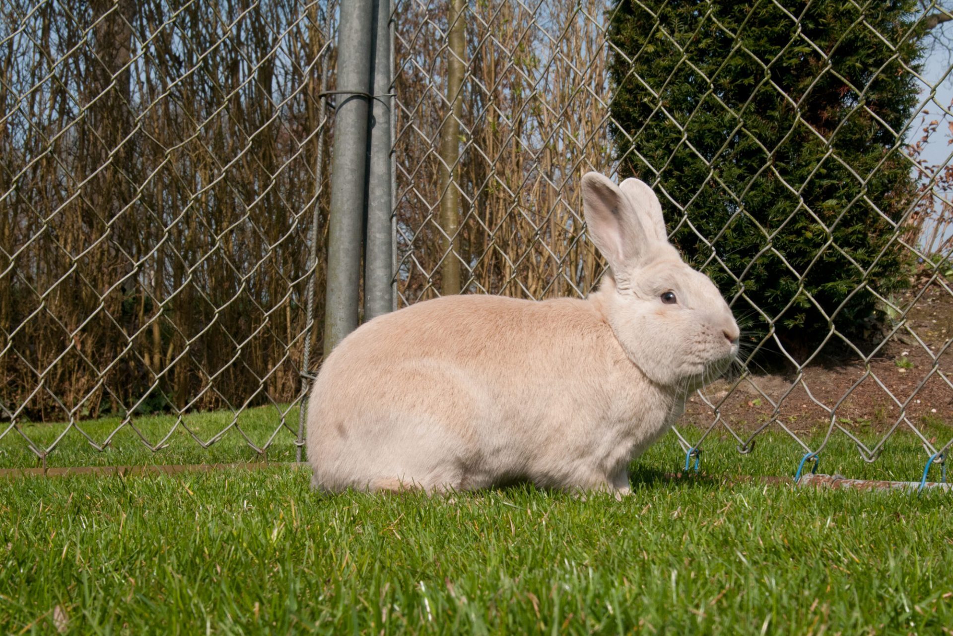 Beige konijn buiten in het gras