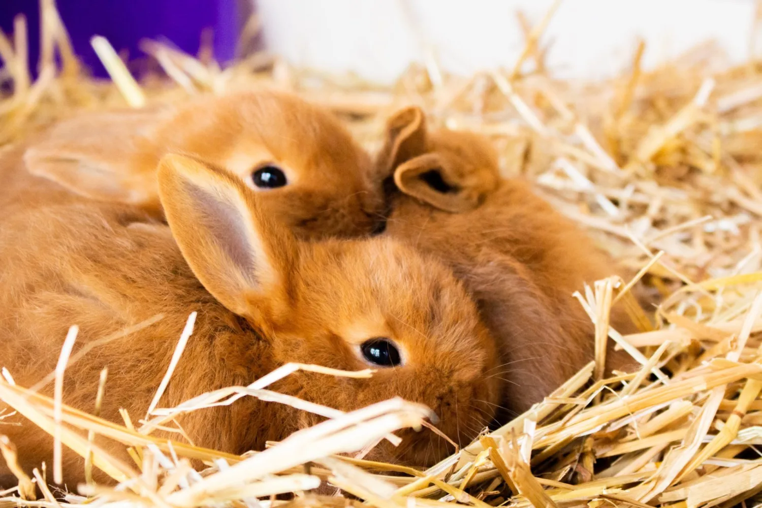 3 lieve bruine konijntjes boven op elkaar
