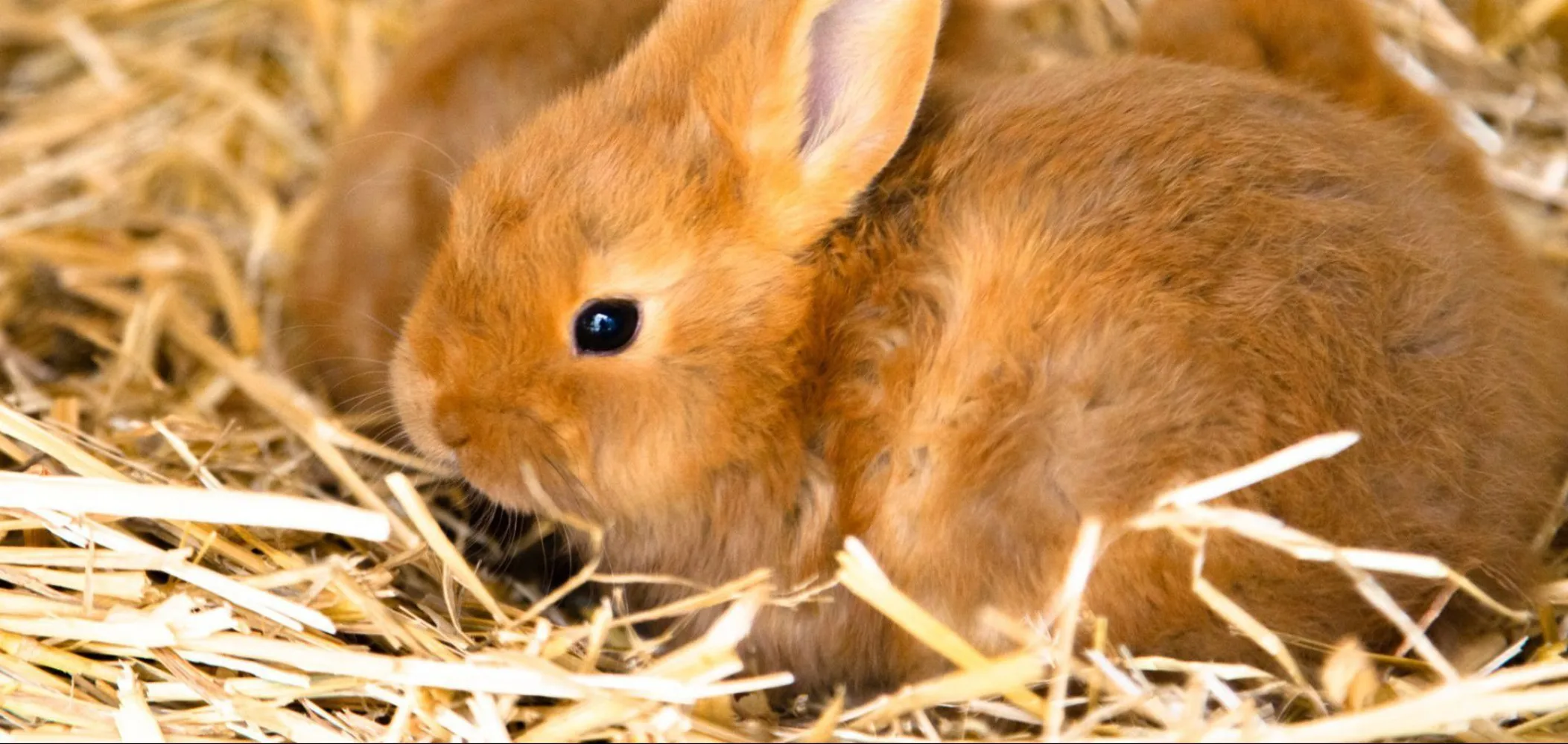 Lieve kleine konijntjes