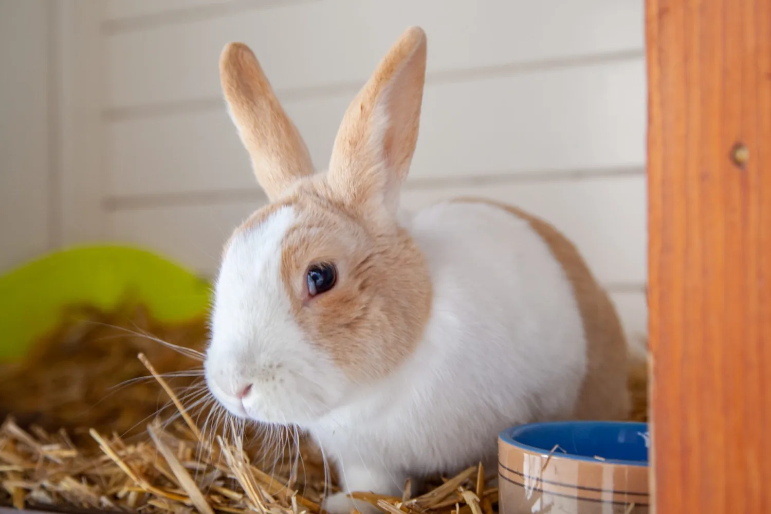 Beige met wit konijn heerlijk aan het smikkelen