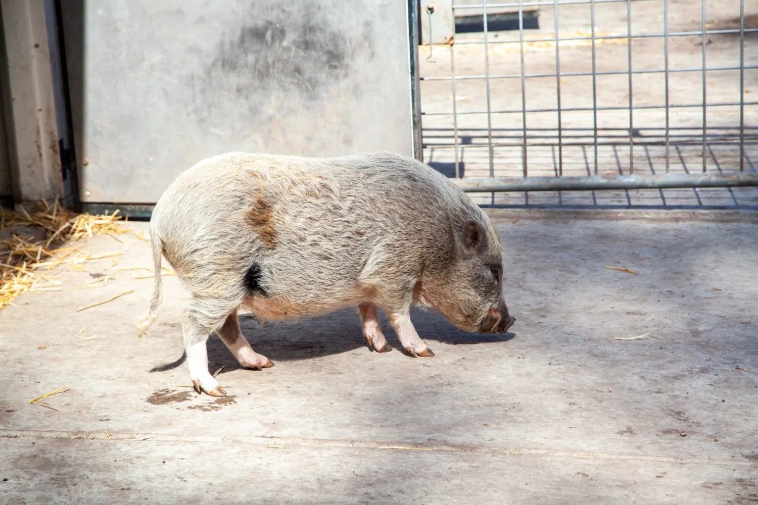 KIBO 75